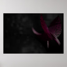 Red Orchid Posters