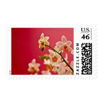 Red Orchid • Stamp
