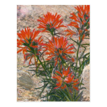 Red Paintbrush Flower Postcard