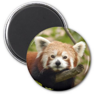 red-panda-004 fridge magnets