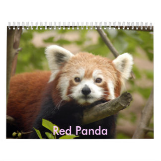 Baby Panda Calendars | Zazzle
