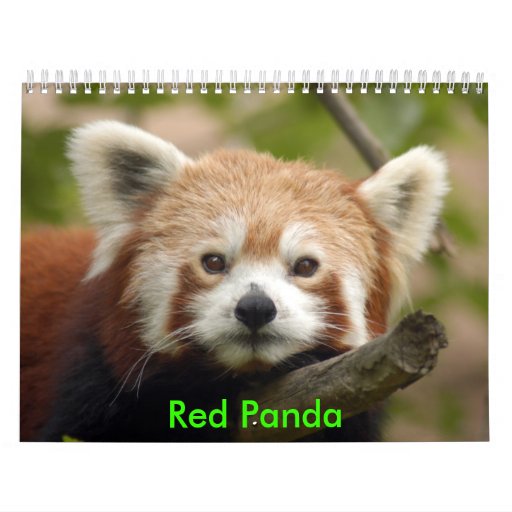 redpanda010, Red Panda Calendar Zazzle