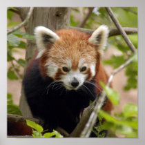red-panda-023 posters