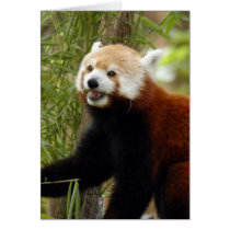 red-panda-033 cards