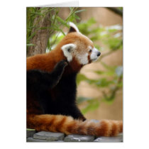 red-panda-035 cards