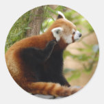 red-panda-035 round sticker