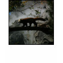 Red Panda #6 t-shirts