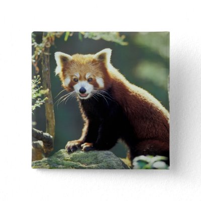 Red Panda Ailurus fulgens) Pin