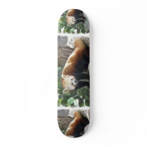 Red Panda Bear on a Skateboard