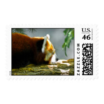 Red Panda Bear Postage Stamp
