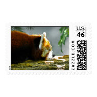 Red Panda Bear Postage Stamp stamp