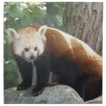 Red Panda Bear Set of Four Napkins
