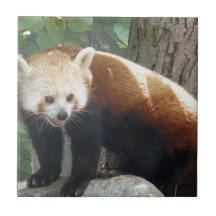 Red Panda Bear Tile