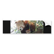 Red Panda bumper stickers by thekingchivas Red Panda bumper stickers