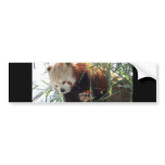 Red Panda Bumper Sticker