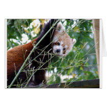 Red Panda Cards