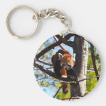Red Panda climbing down tree Key Chains