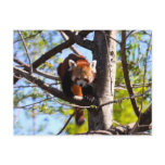 Red Panda climbing down tree Post Card