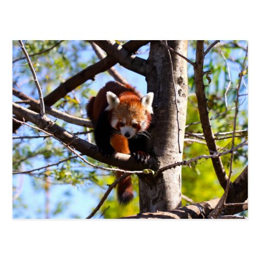 Red Panda climbing down tree Postcard | Zazzle