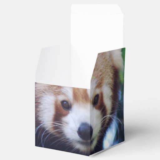 Red Panda Favor Box | Zazzle