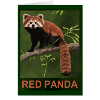 Red Panda