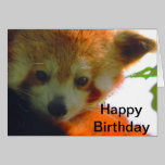 red panda cards