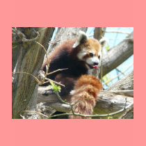 red panda lickin t-shirts