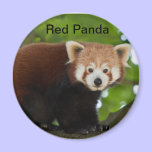 Red Panda Magnet magnets