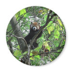 Red Panda magnet
