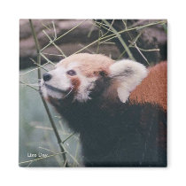 Red Panda Magnet by lizadeyphoto Red Panda Magnet