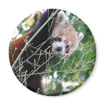 Red Panda Fridge Magnets