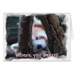 Red Panda notecard: "Where you been? I miss you!"