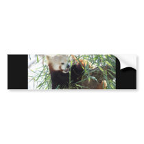 Red Panda Open Mouth bumper stickers by thekingchivas Red Panda Open Mouth bumper stickers