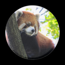 Red Panda Portrait magnets by Veronica_Schultz Red Panda Portrait magnets
