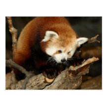 Red Panda Post Cards