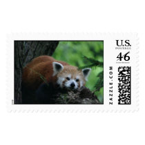 Red Panda postage