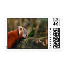 Red Panda Postage