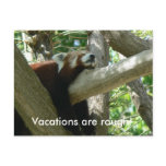 Red Panda Postcard