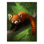 Red Panda Postcard
