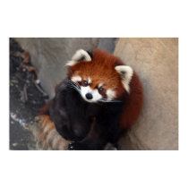 Red Panda Poster posters