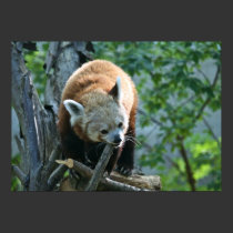 Red Panda posters