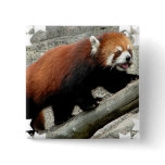 Red Panda Square Pin