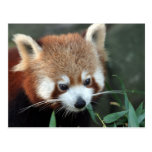 Red Panda, Taronga Zoo, Sydney, Australia Postcard