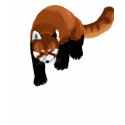 Red Panda t-shirts by crimsonskyr Red Panda t-shirts