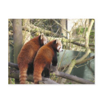 Red Pandas Postcard