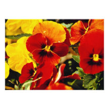 Red Pansies flowers Invitations