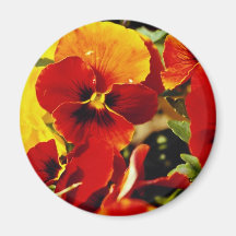 Red Pansies flowers Magnets