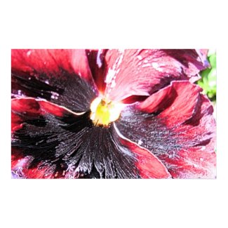 Red Pansy print