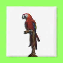 Red Parrot alone magnet