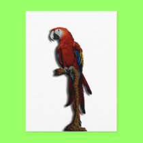 Red Parrot alone postcard postcards